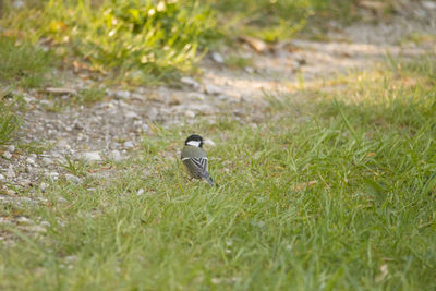 Bird perching on a field