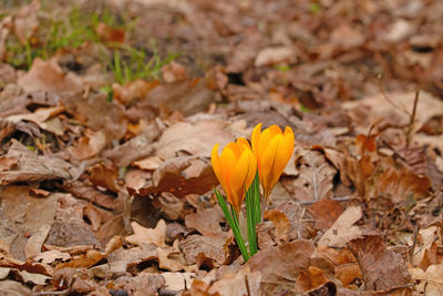 Close-up of yellow crocus flower on field