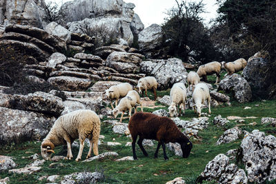 Sheep grazing on grassy field