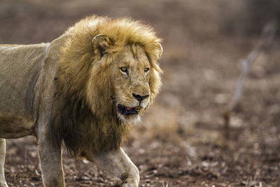 Lion walking on land