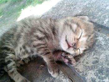 Close-up of cat sleeping