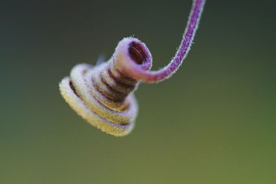 Close-up of purple flower