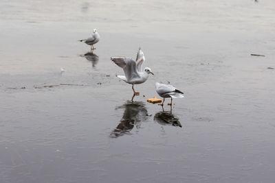 Seagulls on a frozen lake in the winter months 