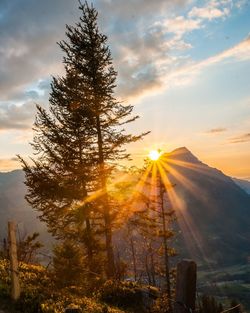 Sunlight streaming through trees on landscape against sunset sky