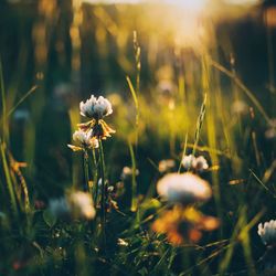 Close-up of flowers growing on field