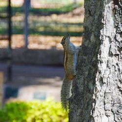 Squirrel on tree