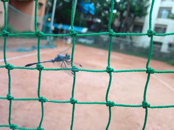 Bird perching on a fence