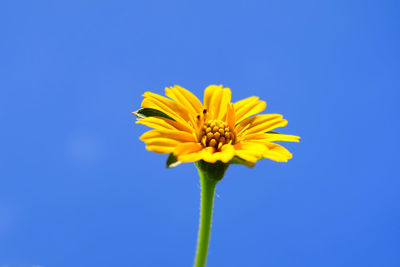 Close-up of yellow daisy flowers