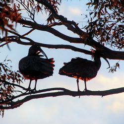 Low angle view of bird perching on tree against sky