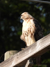 Close-up of eagle perching on wooden post