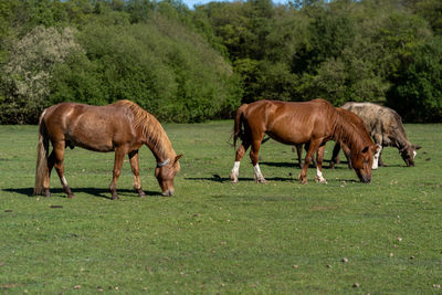 Horses grazing in a field