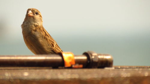 Close-up of bird against sky