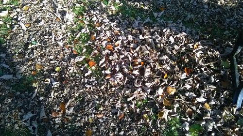 High angle view of crab on field