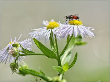 Close-up of insect on daises