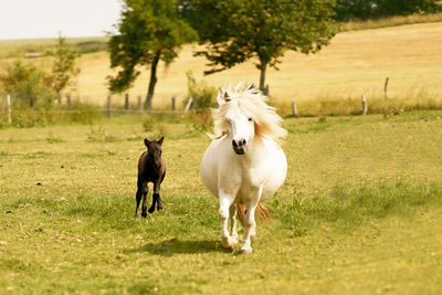 Horse standing on field