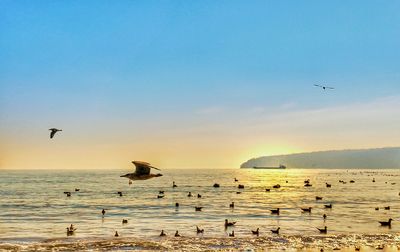 Seagulls flying over sea against sky