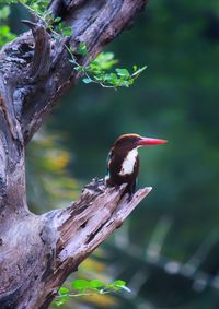 Close-up of bird perching on tree