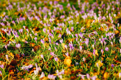 Close-up of purple crocus flowers on field