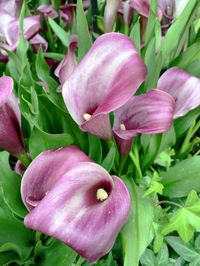 Close-up of pink flowers