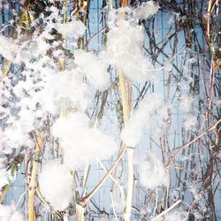 Close-up of frozen tree during winter