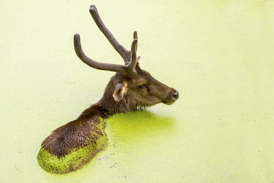 Close-up high angle view of deer in mossy lake at forest