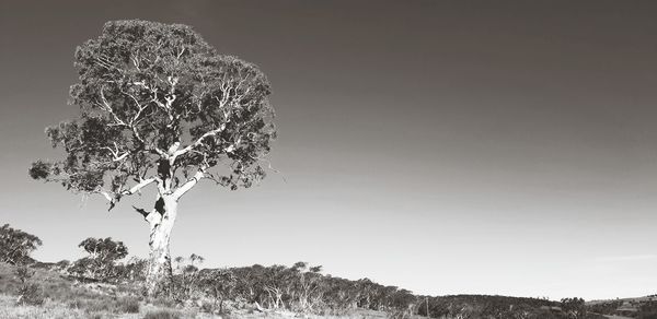 Trees on field against sky