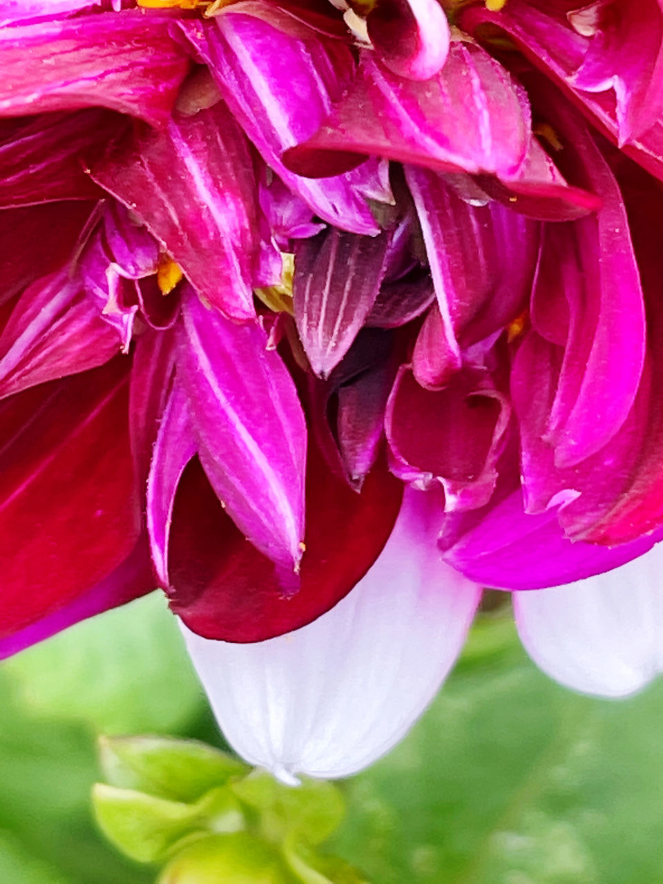 CLOSE-UP OF PURPLE FLOWERING PLANTS