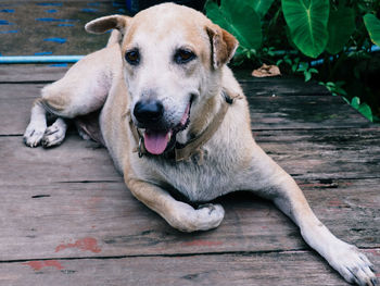 Portrait of dog lying down