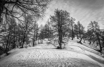 Trees on snow covered road against sky