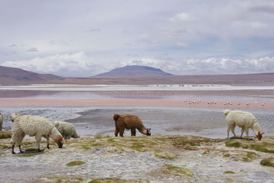 Horses on a mountain range against sky