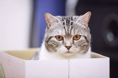 Close-up portrait of cat