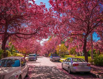 Cars parked on road amidst pink flowering trees