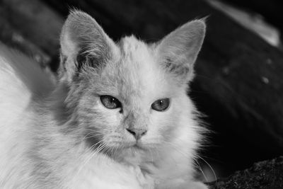 Close-up portrait of cat