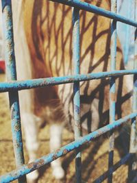 Close-up of horse in farm behind fence