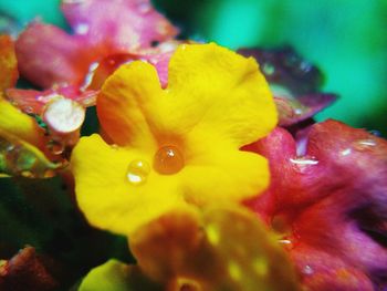 Close-up of water drops on fresh day lily