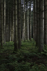 View of trees in forest