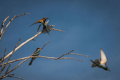 Low angle view of european bee-eaters perching on twig against clear sky