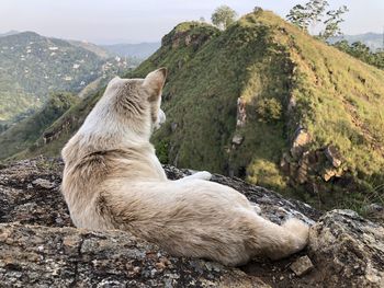 View of a dog on rock