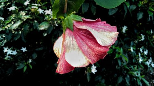 Close-up of pink flower blooming outdoors