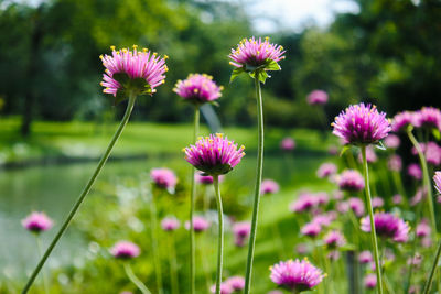 Close-up of pink flowering plants on field