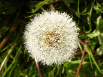 Close-up of dandelion flower