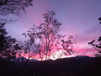 Silhouette tree against sky during sunset