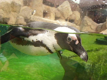 Close-up of duck swimming in water