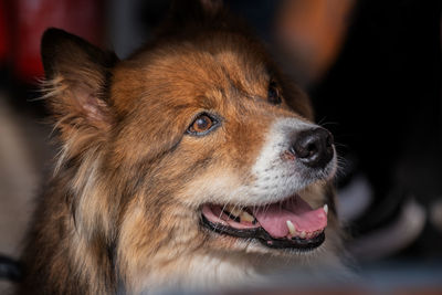 Close-up of dog looking away