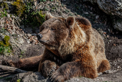 Close-up of an animal looking away