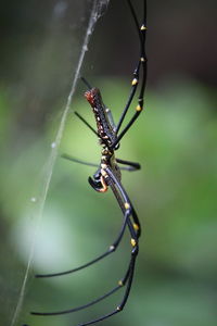 Close-up of spider on web