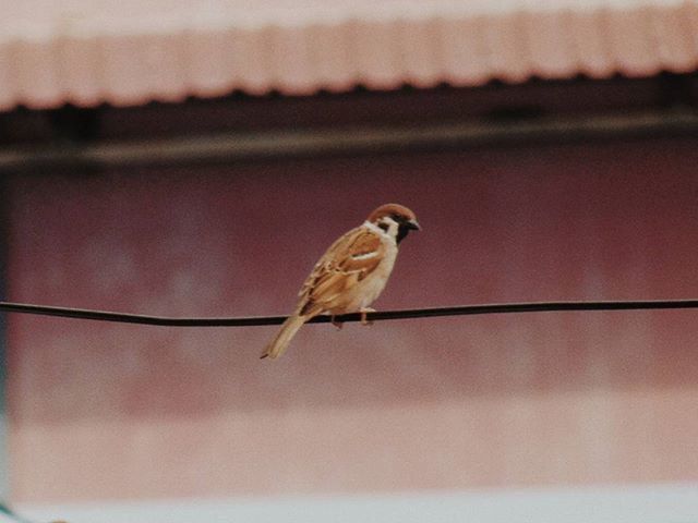 animal themes, one animal, animals in the wild, wildlife, bird, perching, focus on foreground, full length, selective focus, close-up, side view, day, outdoors, no people, zoology, nature, sparrow, low angle view, cable, insect