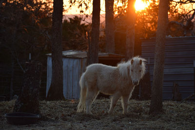 Horse standing in a field