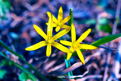 Close-up of yellow flowering plant