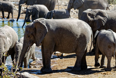 View of elephant drinking water